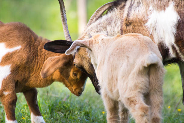 istock Big and small goats fighting in nature 1019000672