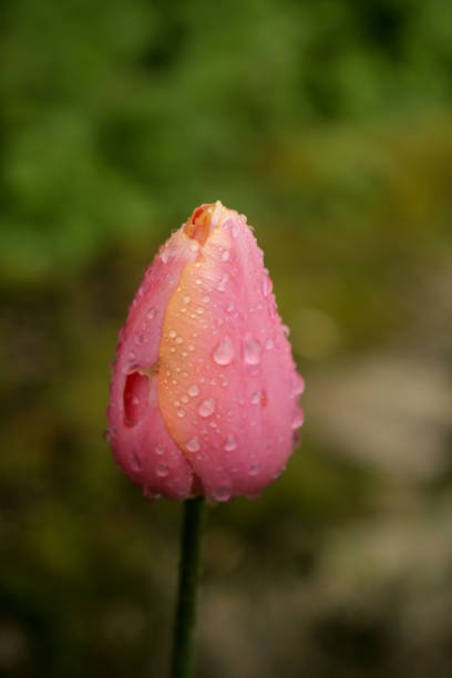 istock Pink tulip bud closed with raindrops 1019005692