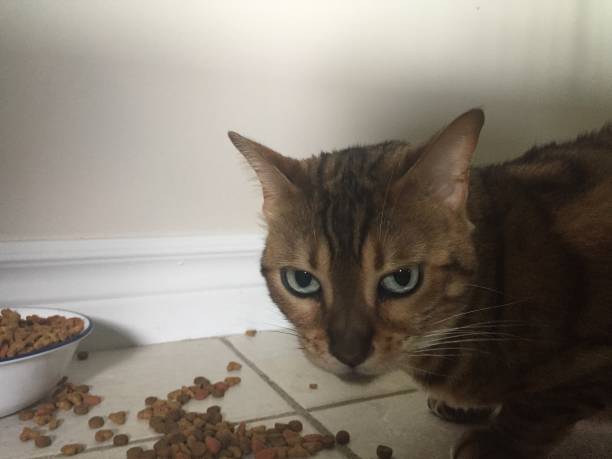 istock Bengal cat close up eating kibble food 1019005822