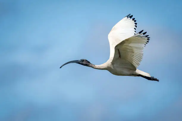 An ibis flies against a blue sky with some clouds