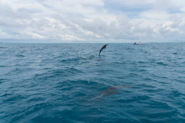 istock Dolphin jumps from the sea 1019009424