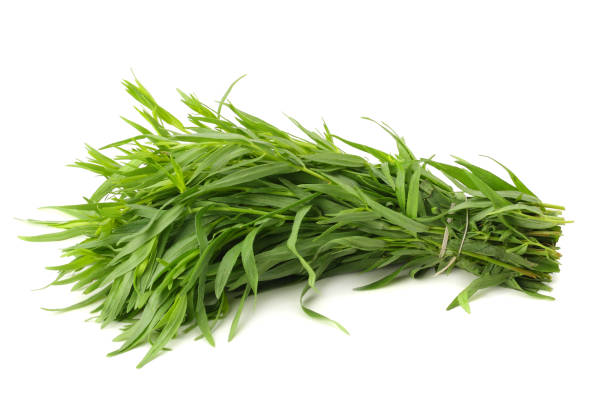 istock Tarragon leaves ( Artemisia dracunculus ) isolated on white background 1019012192