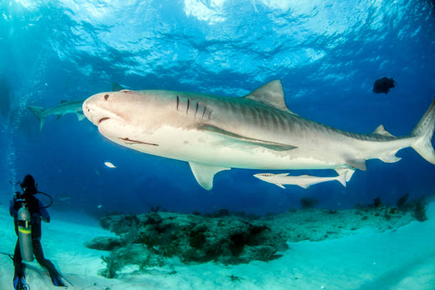 istock Tiger shark at Tigerbeach, Bahamas 1019012324