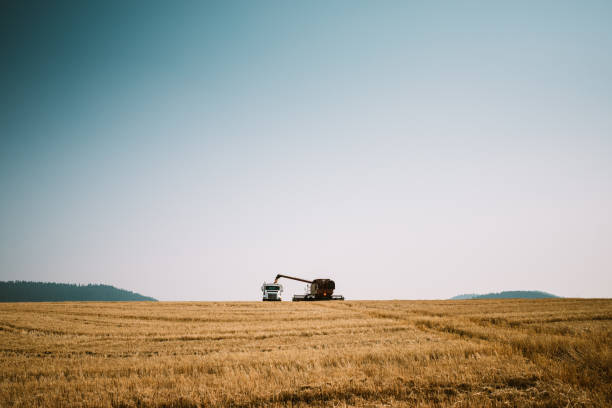A wide angle image of rolling Idaho hills of golden wheat, a large combine grain harvester collecting ripe whole wheat berries.  The combine deposits the grain into a transport truck for further processing.