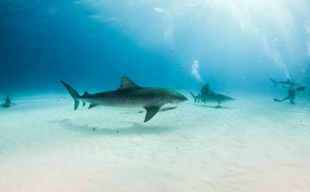 istock Tiger shark at Tigerbeach, Bahamas 1019012458