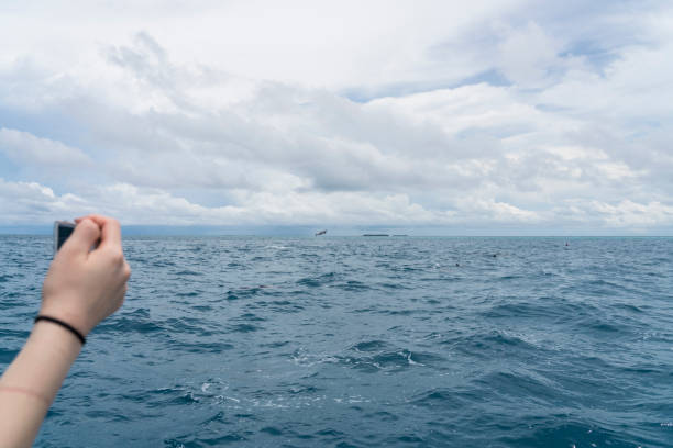 istock Dolphin jumps from the sea 1019012478