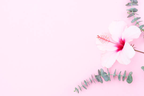 istock Wellness background with hibiscus flower 1019012534