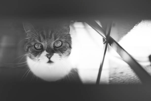 British shorthair cat looking up through a garden table, british shorthair cat looking up through garden table