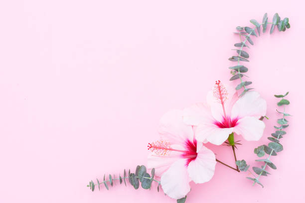 istock Wellness background with hibiscus flower 1019012578