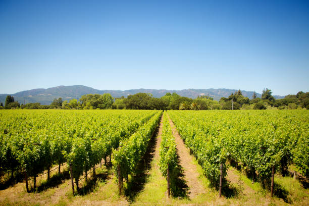 istock Napa Valley California Vineyard and Winery 1019012650