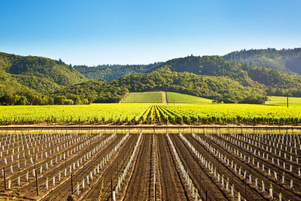 istock Napa Valley California Vineyard and Winery 1019012696