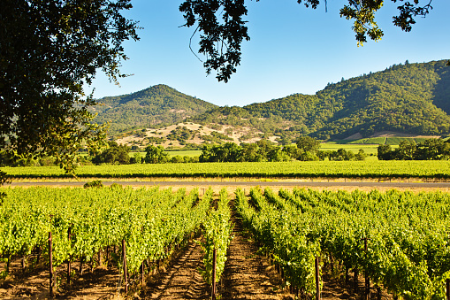 The vineyard and winery in Sonoma valley, California. The wine industry and agri-business in California.