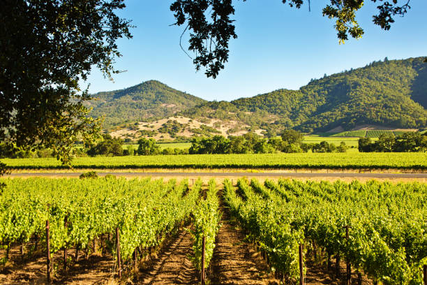 напа-вэлли, калифорния виноградник и винодельня - vineyard napa valley field in a row стоковые фото и изображения