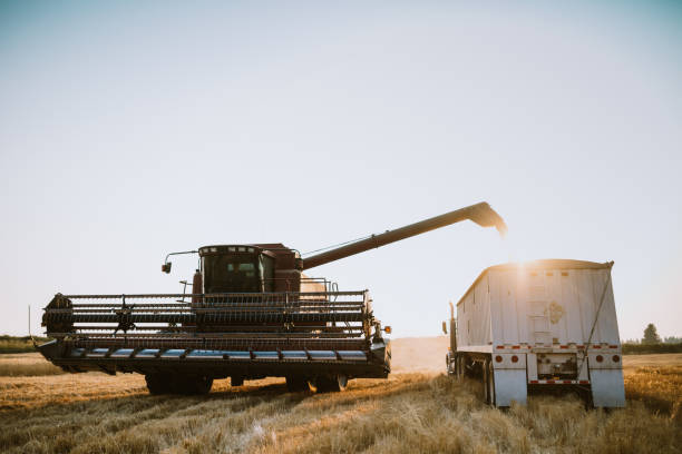 istock Combine Harvester Working Idaho Wheat Field 1019015070