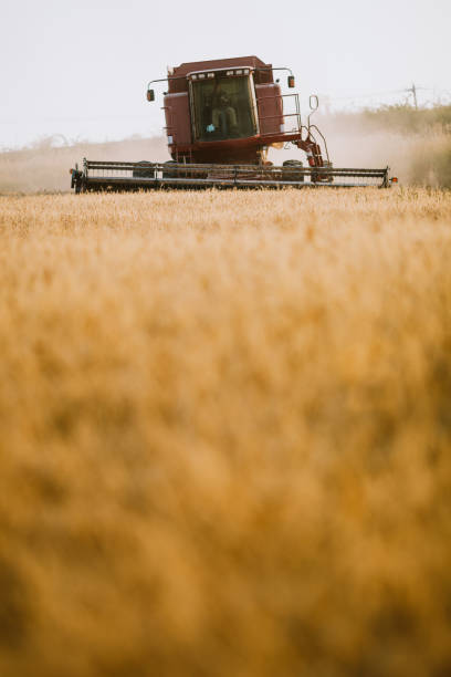 istock Combine Harvester Working Idaho Wheat Field 1019017118