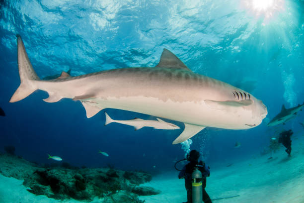 istock Tiger shark at Tigerbeach, Bahamas 1019017142