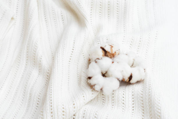 istock Raw cotton buds on cotton texture 1019017158