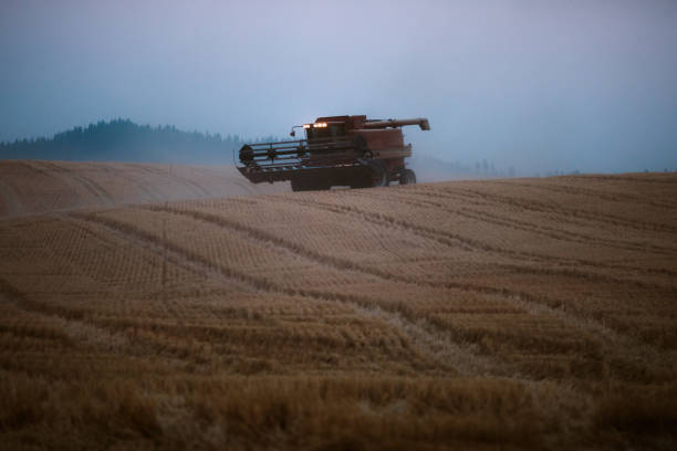 A night time shot of rolling Idaho hills of wheat, a large combine grain harvester collecting ripe whole wheat berries.