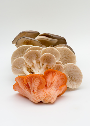 Fresh mushrooms from market