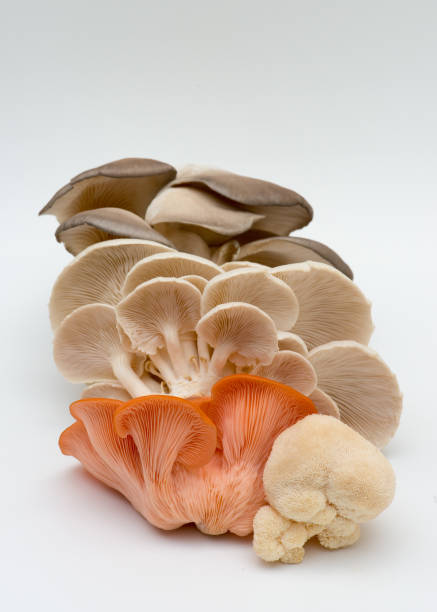 Assorted mushrooms fresh from farm , on white Fresh mushrooms from market mane stock pictures, royalty-free photos & images