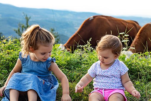 Two Little Sisters Are Playing Near Feeding Cow at Summer Day