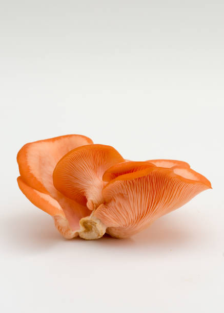 istock Pink oyster mushrooms fresh from farm , on white 1019022180