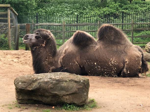 istock United kingdom, london , camel 1019022266