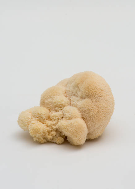istock Lion mane mushroom fresh from farm , on white 1019022410