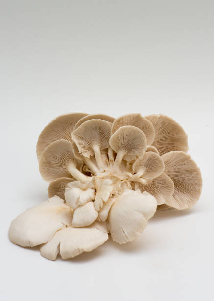 istock White oyster mushrooms fresh from farm , on white 1019022444