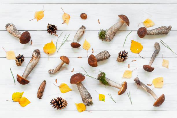 istock Pattern of autumn mushrooms and leaves 1019022492