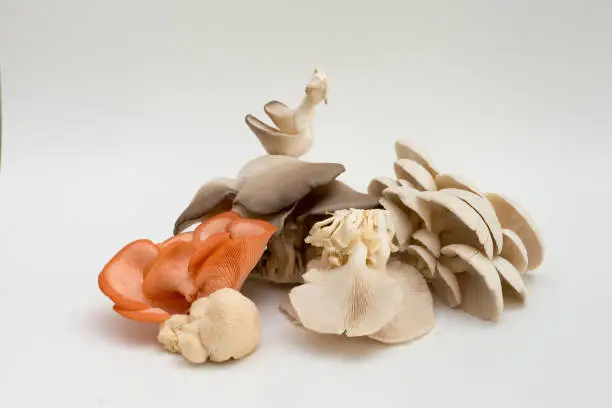 Photo of Assorted mushrooms fresh from farm , on white