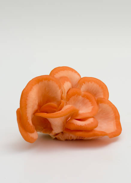 istock Pink oyster mushrooms fresh from farm , on white 1019022618