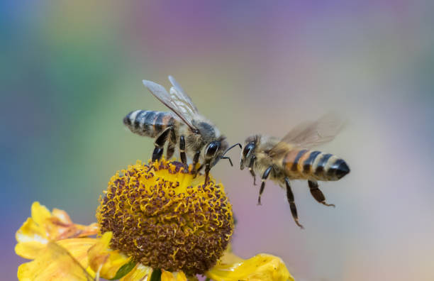 due ape - insect animal eye flower flower head foto e immagini stock