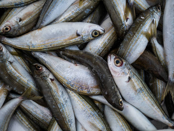 bunch of fresh sardines stock photo