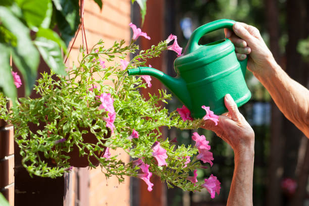 istock elderly woman watering flowers 1019025728