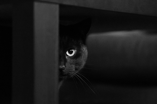 black cat under black table looking at camera