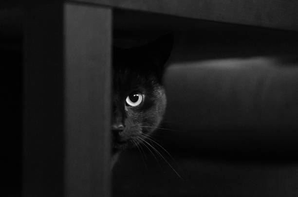 black cat half face black cat under black table looking at camera hiding photos stock pictures, royalty-free photos & images