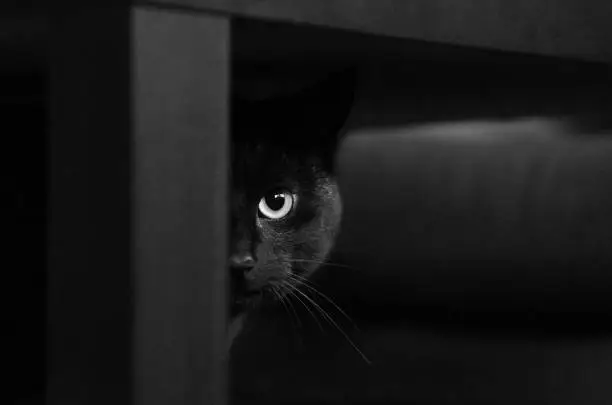 black cat under black table looking at camera