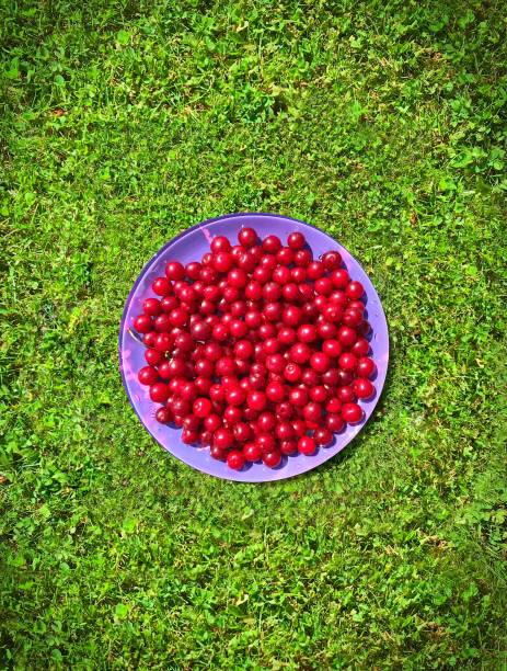 Cherries on the grass