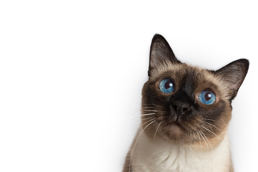 Ariel view of a beautiful Siamese adult cat looking up, looks like thinking on white background, isolated