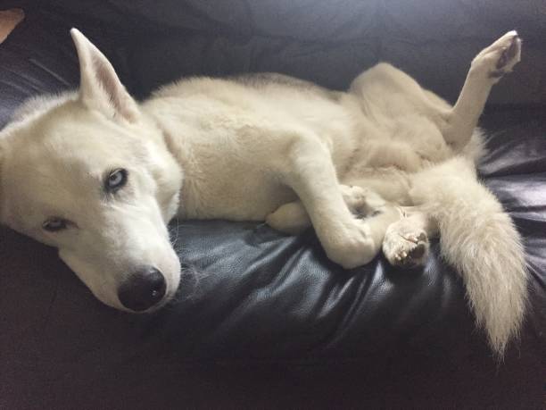 istock Siberian husky laying on couch with his legs open 1019048906