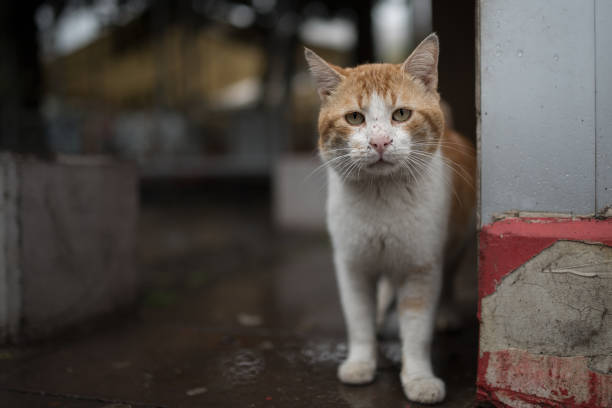curious stray cat this cat looks like it has a hard life stray animal photos stock pictures, royalty-free photos & images