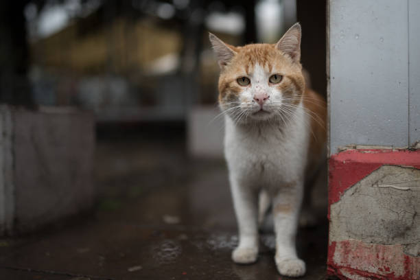 curious stray cat this cat looks like it has a hard life mixed breed cat stock pictures, royalty-free photos & images