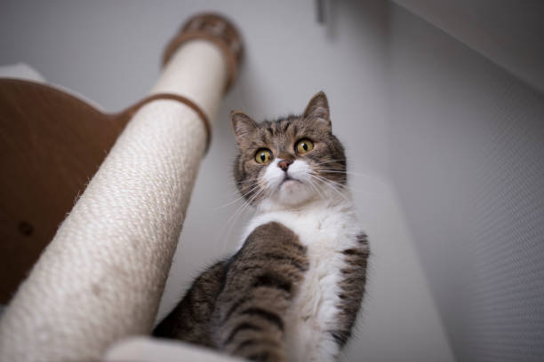 Cat on cat tree british shorthair cat looking down from cat tree pics for cat staring at wall stock pictures, royalty-free photos & images