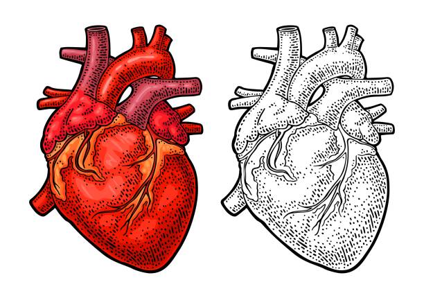 bildbanksillustrationer, clip art samt tecknat material och ikoner med människans anatomi hjärta. vektorillustration färg vintage gravyr - human heart