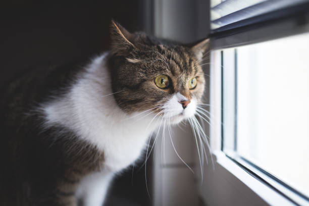 istock Cat looking out of the window 1019058256