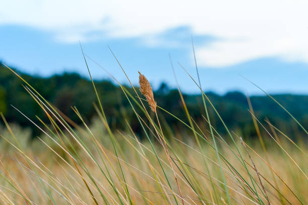 Blade of grass in the dunes