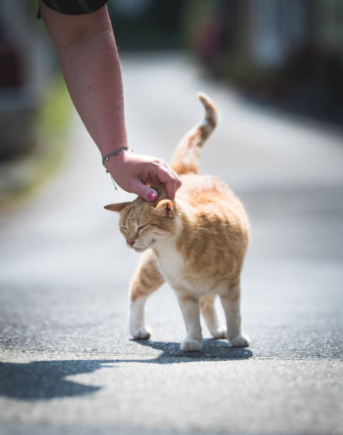 istock Streetcat gets stroked by Woman 1019063144