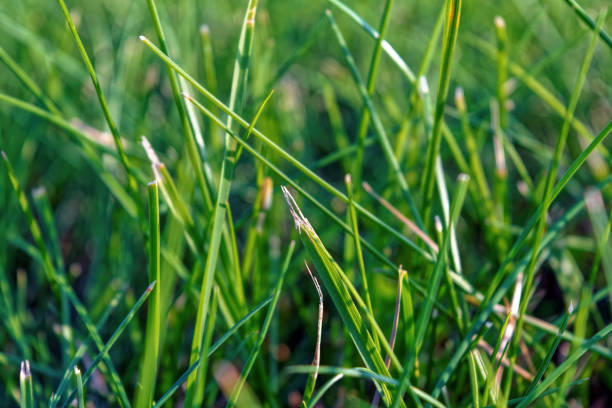 istock Young green grass on the lawn close-up 1019065100
