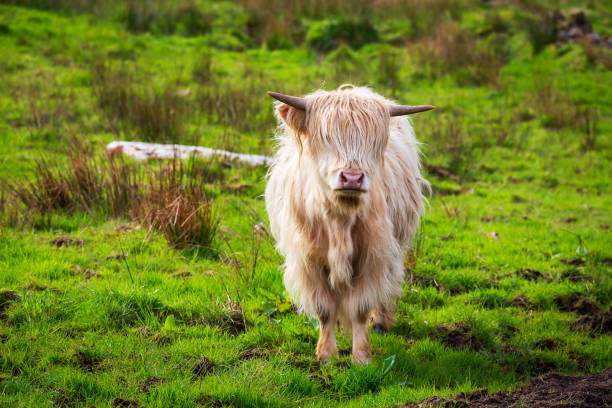 Highland cattle near Applecross Highland cattle on the Applecross peninsula applecross peninsula stock pictures, royalty-free photos & images